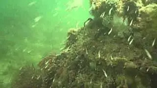 Hernando ReefBall 2008 survey