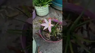 Thai lily #flowers #minivlog #shorts #gardening #thai #lily #rainlilyflower #youtubeshorts