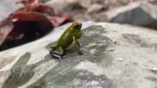 Oophaga granulifera - Granular Poison Frog - nice color morph