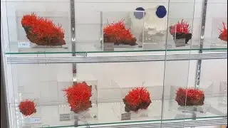 Mineral City Show TV 2025 (S04E10)