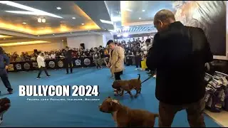 Bullycon Exotic Show - ABKC PBKC TBC #nocopyrightinfringementintended 