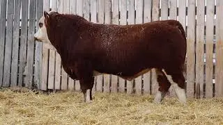 Lot 67 CLNO 16G