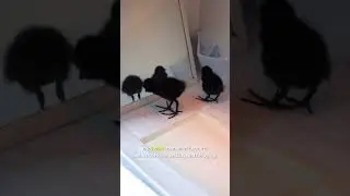 Orphaned White-breasted Waterhen Chicks Rescued #wildliferescue #pfawildlifehospital #pfa