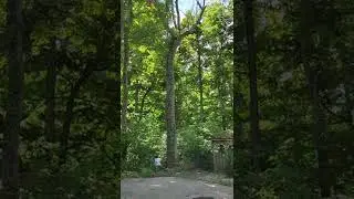 Stan Trusty dropping a bug dead tree right where he wanted it.
