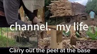 #Acacia WOOD HARVESTING PROCESS  IN VIETNAM.