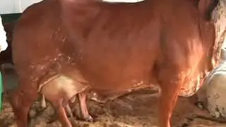 LA VACA MAS LECHERA CAMPEONA DE LA FERIA  23   09   2013@EL MAÑANERO