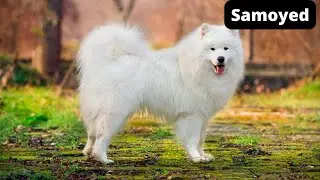 Samoyed - history of origin, interesting facts and care!