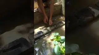 mancing belut di kolam sendiri hasilnya mantap || eel fishing #shorts