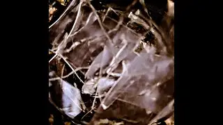 AktyV2 - Shatter (Original Mix) [Breakcore/Speedcore]