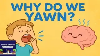 Why do we yawn |Kiddle planet
