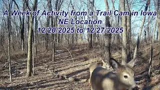 A Week of Activity from a Trail Cam in Iowa, 12/20/2025 to 12/27/2025, NE Location