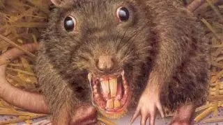 Incident Evidence Video (Extra Rats Storage)