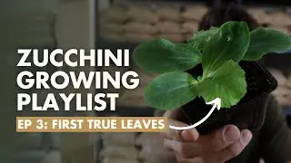 (Ep3) Zucchini Seed Leaves vs. True Leaves - Zucchini Growing Guide