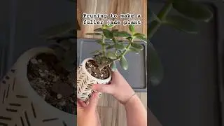 Pruning my Jade plant to make it fuller | Then propagating the cut pieces | #plants #jadeplant