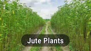 Jute plants in the field | Jute cultivation in Assam in India | Free Stock Video | HD 4K