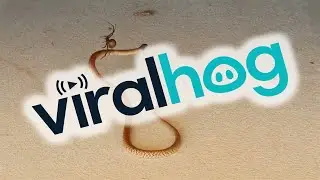 West Brown Snake Meets Red Back Spider || ViralHog