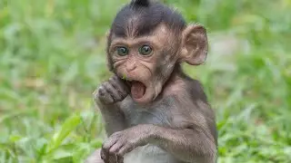 Monkey Eating Grass