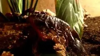 Emperor Scorpion on Scouting Expedition || Pandinus imperator auf Erkundungstour