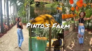PINTOS FARM MIAMI IN 12 MINUTES🌴🐶☔️