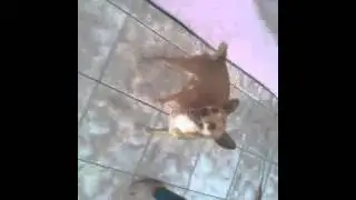 Video diverente