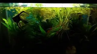 I've Got Lots Of Water Sprite Available For Sale After Tank Maintenance