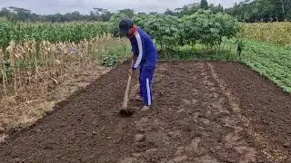 IMPROVE YOUR PLANT GROWTH FERTILITY WITH THIS SIMPLE RICE SEED SOWING METHOD! -Agriculture Farming