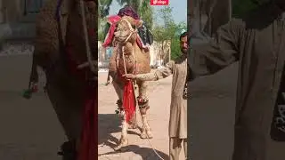 Decorated Camel
