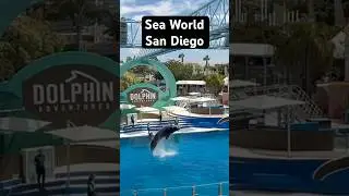 Dolphin Adventure At Sea World San Diego