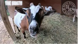 Time for the Goats, more Chickens and the Ducks.