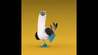 Piquero de Patas Azules