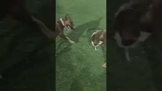 Pitbull and Bull terrier fight!!!!