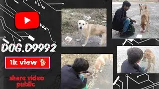 Street dog 🐕 suport all india #viral #youtubedogs #streetdog #cute #dog #lover #memes #helping 