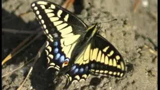 2010 - Droppers - The Papilionidae and Pieridae of Washington