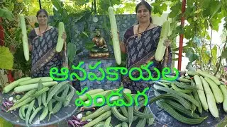 ఆనపకాయలు, బీరకాయలు భలే వచ్చాయి|| Super Harvest || Maa Brundavanam
