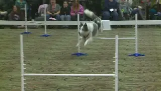 Great American Dog and Cat Show draws huge crowds in Tinley Park