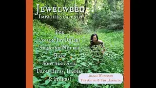 Wild Foraging JEWELWEED- Identification and Uses