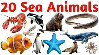 Sea Animals Names for Kids | 20 Ocean Creatures Learning Video | Marine Animals List for Children