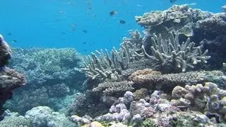Learning the Great Barrier Reef