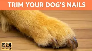 Common Nail-Cutting Mistakes Dog Owners Make