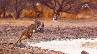 Wild Dogs Battle For Food | Dogs In The Wild: Meet The Family | BBC Earth