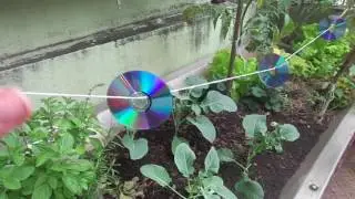 Como Afastar os Pássaros da sua Horta!