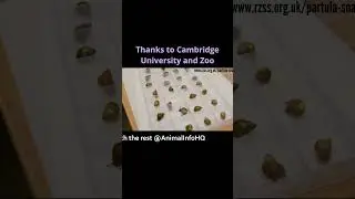 Lost Snail Returns: Partula Species Reintroduced in 2024 #wildlifedocumentary #wildlife #animals