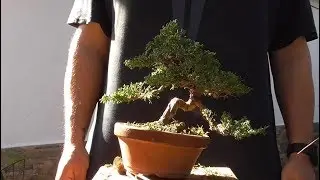 Junípero shohin 14-1 primer modelado