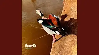 lovebirds