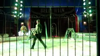 Circus Belly Wien ... Tiger jump