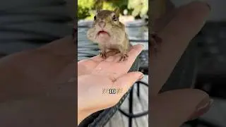 Chipmunk sets a world record in hazelnut stuffing 🌰🐿️