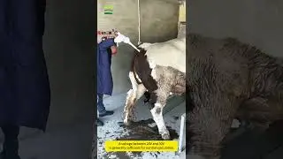 Bull Semen Collection Using Electroejaculation &ndash; Full Process Explained #greatfarm#farming #tools