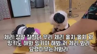 엄마 간식주세요#Mommy give me a snack#puppy bell#puppy school uniform