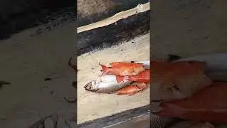 review ikan pancingan bapak. hasilnya lumayan#shorts