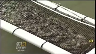 Groups Announce New Goal Of Adding 10 Billion Oysters To Chesapeake Bay